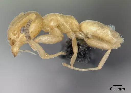 Tapinoma subtile - CASENT0178200