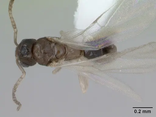 Tapinoma subtile - CASENT0418239