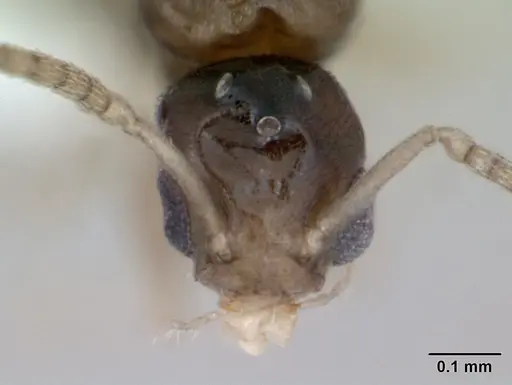 Tapinoma subtile - CASENT0418239