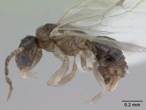 Tapinoma subtile - CASENT0418239