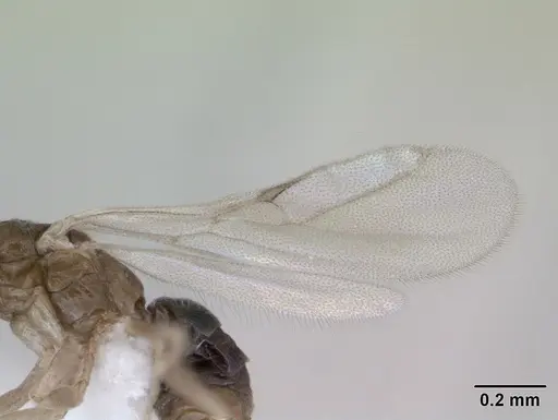 Tapinoma subtile - CASENT0418239