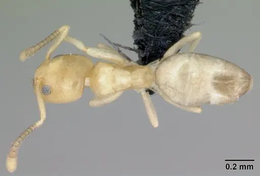 Tapinoma subtile - CASENT0453961