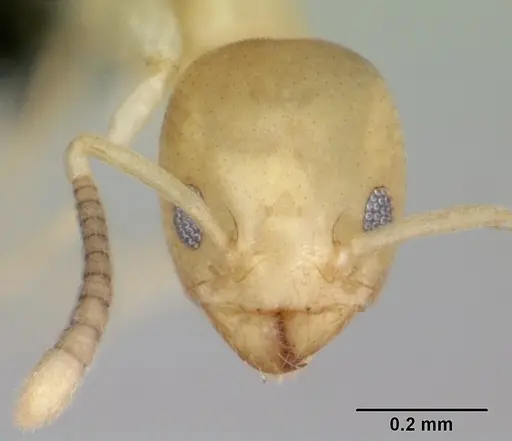 Tapinoma subtile - CASENT0453961