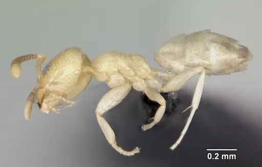 Tapinoma subtile - CASENT0453961