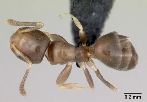 Tapinoma subtile - CASENT0453991