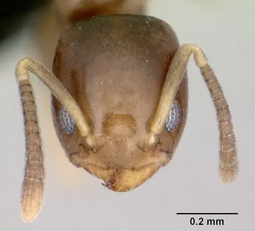 Tapinoma subtile - CASENT0453991