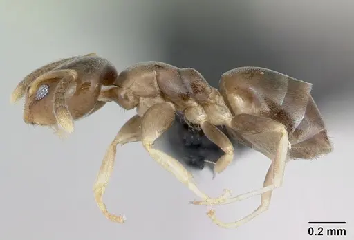 Tapinoma subtile - CASENT0453991