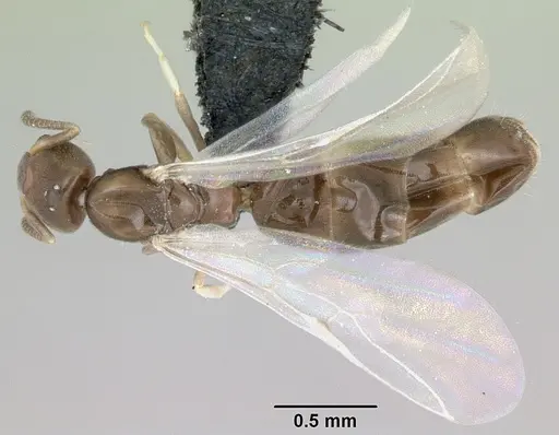 Tapinoma subtile - CASENT0453994