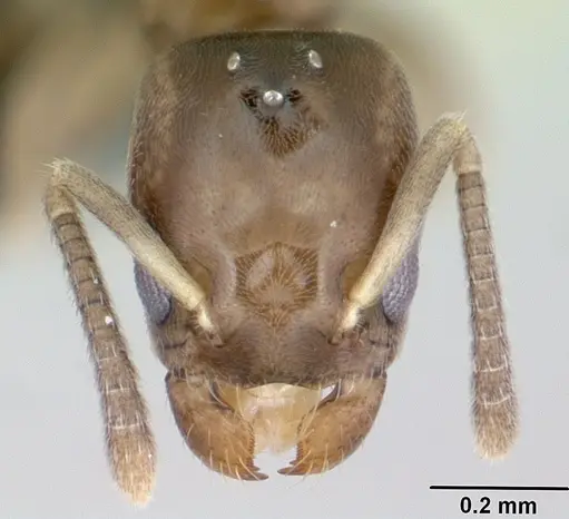 Tapinoma subtile - CASENT0453994