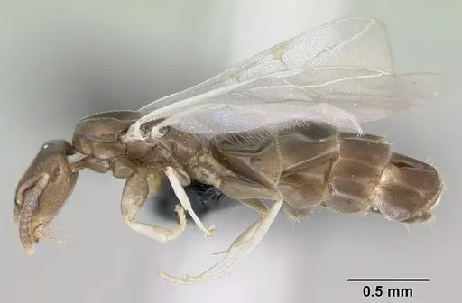 Tapinoma subtile - CASENT0453994