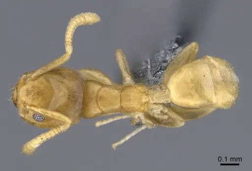 Tapinoma subtile - CASENT0923744