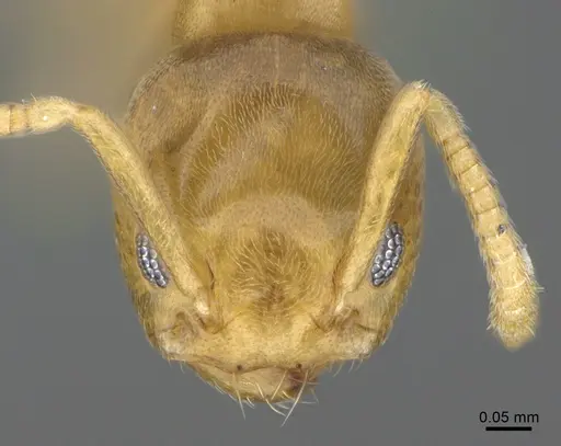 Tapinoma subtile - CASENT0923744