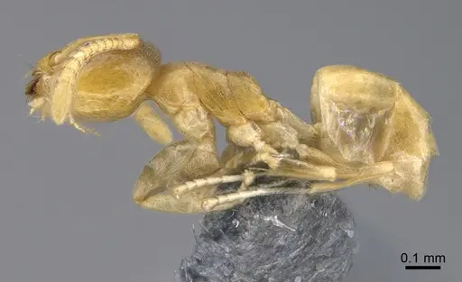 Tapinoma subtile - CASENT0923744