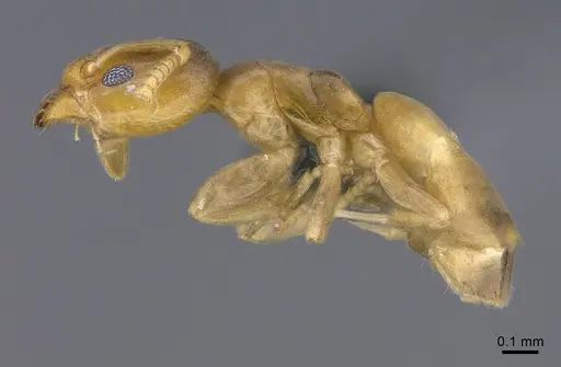 Tapinoma subtile - CASENT0923745