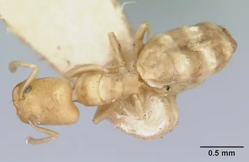 Tapinoma williamsi specimen