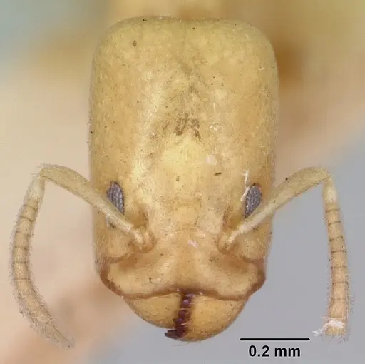 Tapinoma williamsi specimen