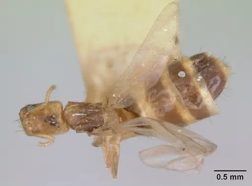 Tapinoma williamsi - CASENT0172847