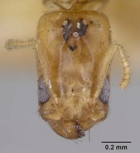 Tapinoma williamsi - CASENT0172847