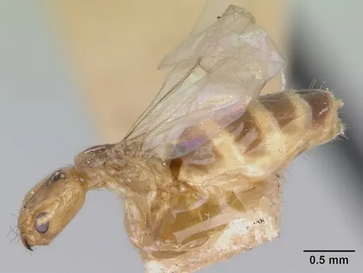 Tapinoma williamsi - CASENT0172847