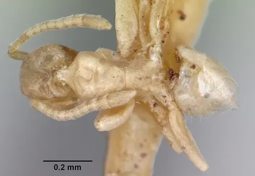 Tapinoma williamsi - CASENT0172848