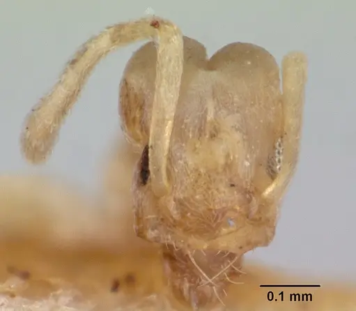 Tapinoma williamsi - CASENT0172848