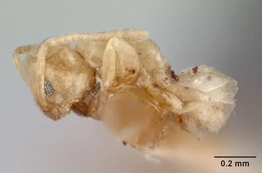 Tapinoma williamsi - CASENT0172848