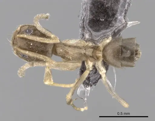 Tapinoma wilsoni specimen