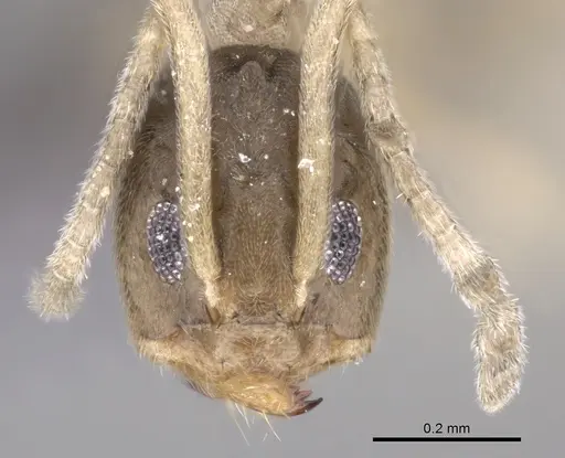 Tapinoma wilsoni specimen