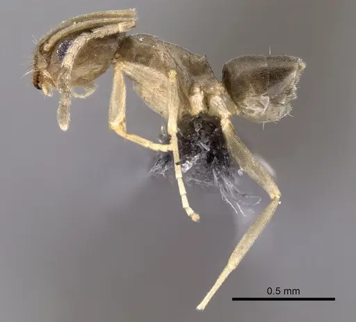 Tapinoma wilsoni specimen