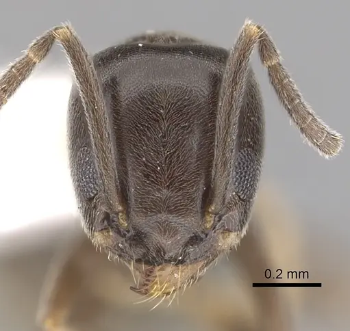 Tapinoma wroughtonii specimen