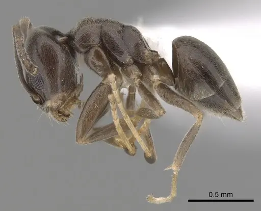 Tapinoma wroughtonii specimen