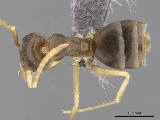 Tapinoma yacoubi specimen