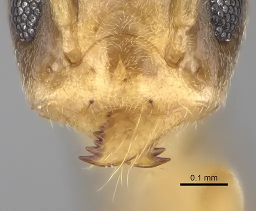 Tapinoma yacoubi specimen
