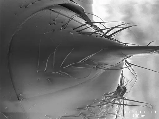 Tatuidris tatusia specimen