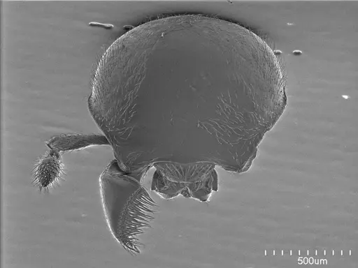 Tatuidris tatusia specimen