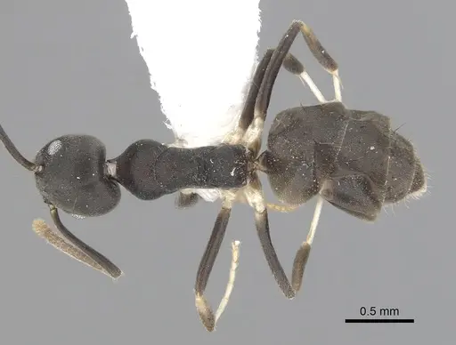 Technomyrmex albicoxis specimen