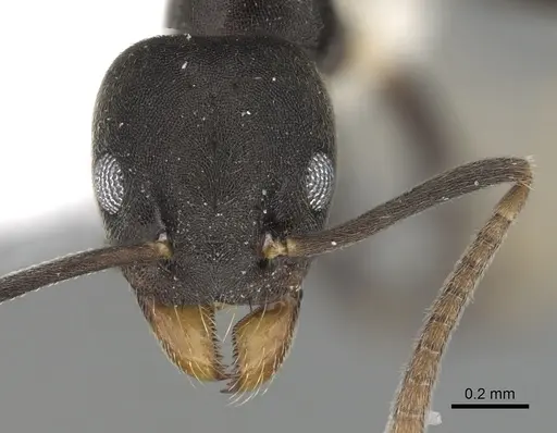 Technomyrmex albicoxis specimen