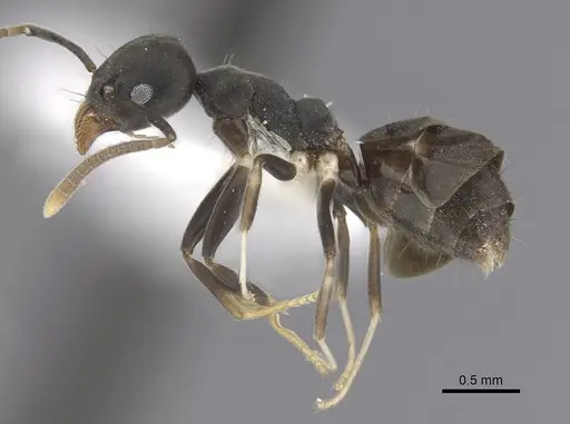 Technomyrmex albicoxis specimen