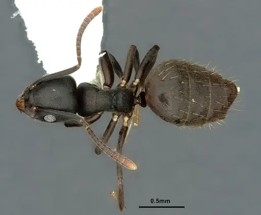Technomyrmex albicoxis - CASENT0886048