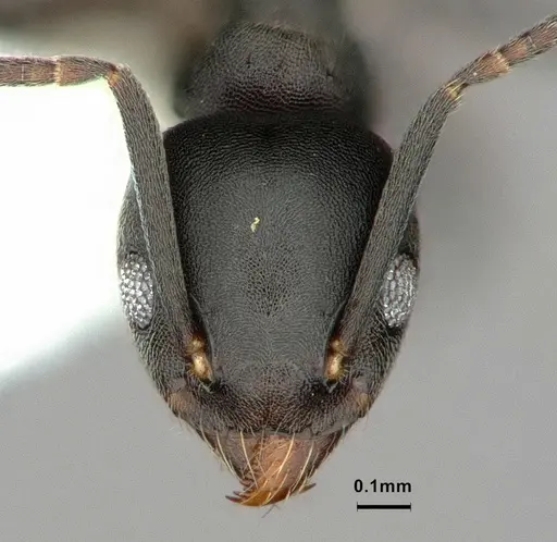 Technomyrmex albicoxis - CASENT0886048