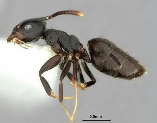 Technomyrmex albicoxis - CASENT0886048