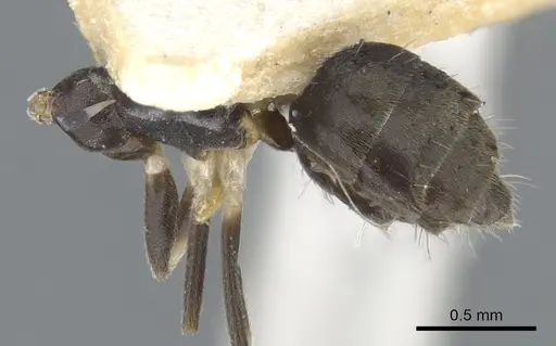 Technomyrmex albicoxis - CASENT0903034