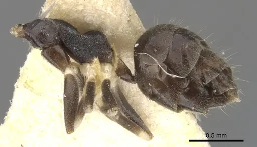 Technomyrmex albicoxis - CASENT0903034