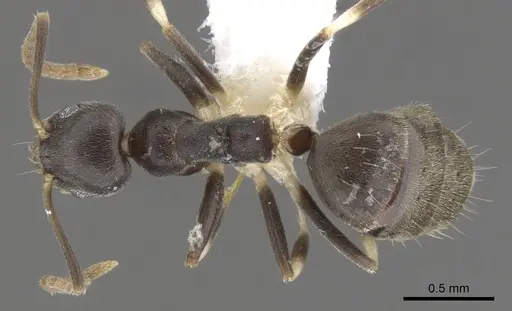 Technomyrmex albicoxis - CASENT0903035