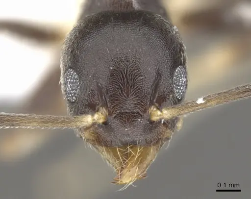Technomyrmex albicoxis - CASENT0903035