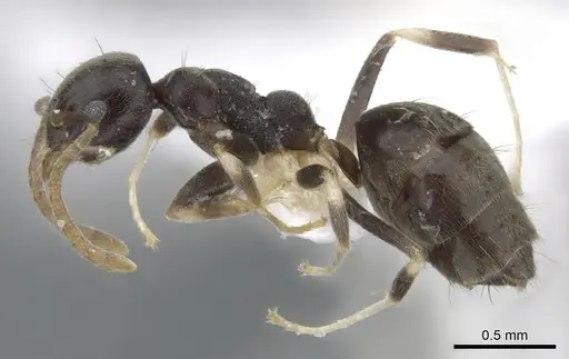 Technomyrmex albicoxis - CASENT0903035