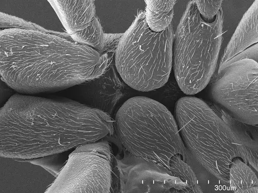 Technomyrmex albipes specimen