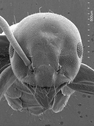 Technomyrmex albipes specimen