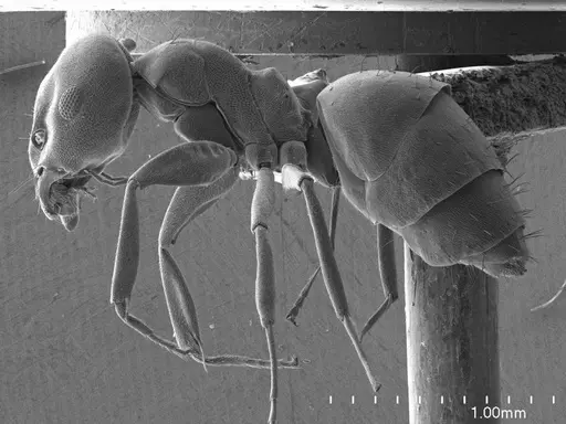 Technomyrmex albipes specimen