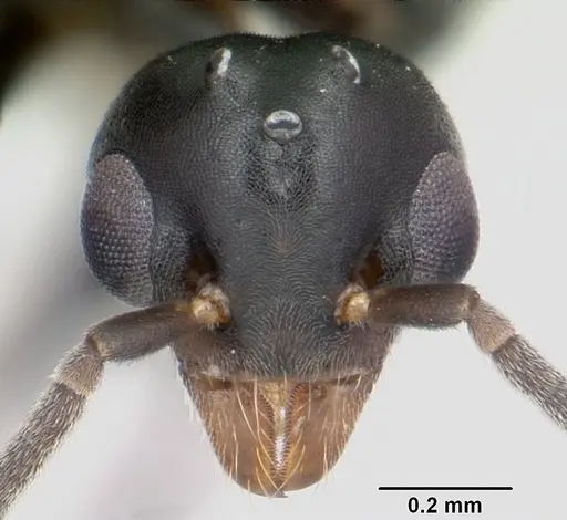 Technomyrmex albipes - CASENT0055727